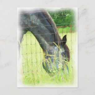 Postal Caballos de Oklahoma 3