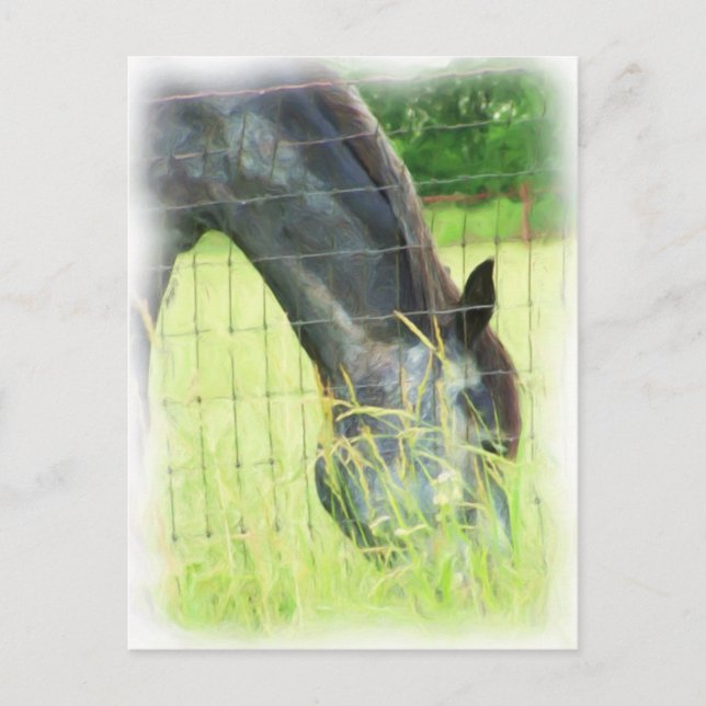 Postal Caballos de Oklahoma 3 (Anverso)