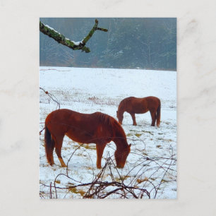 Postal Caballos de pie en la nieve