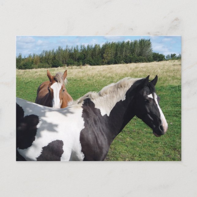 Postal Caballos de Piebald y Castaño (Anverso)