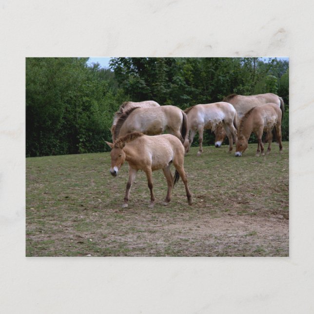 Postal Caballos de Przewalski (Anverso)