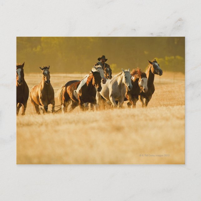 Postal Caballos de rebaño de vacuno 2 (Anverso)