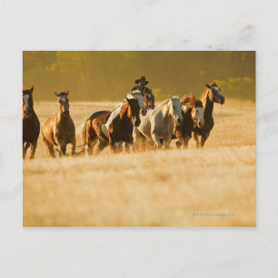 Postal Caballos de rebaño de vacuno 2