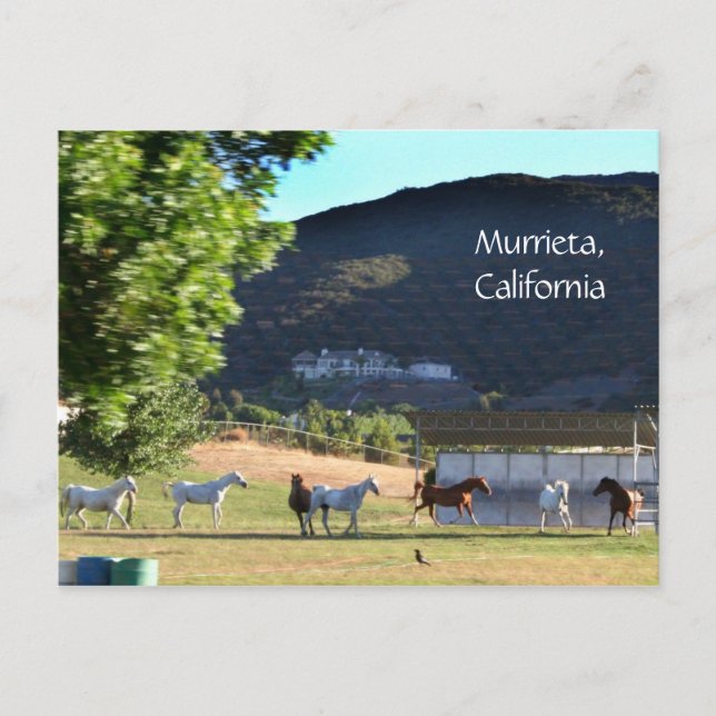 Postal Caballos de Romping en Murrieta, CA (Anverso)
