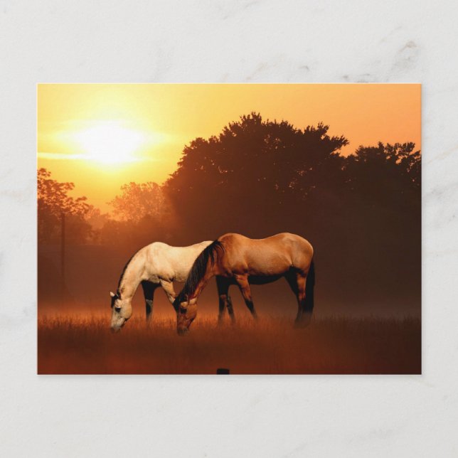 Postal Caballos de Sunrise (Anverso)