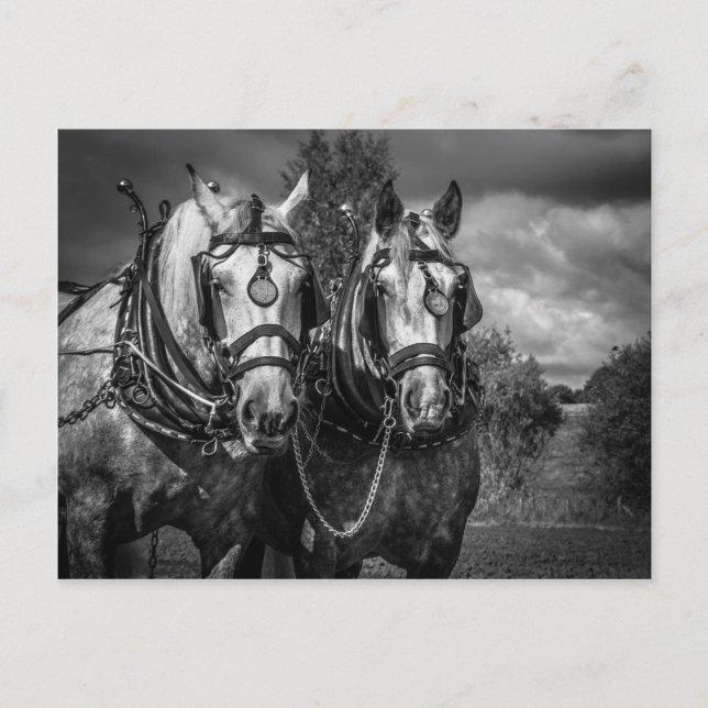 Postal Caballos de trabajo (Anverso)