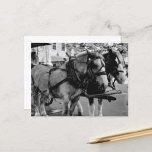 Postal Caballos de trabajo de Savannah