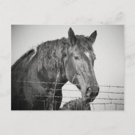 Postal Caballos detrás de la cerca en blanco y negro