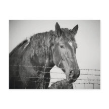 Caballos detrás de la cerca en blanco y negro