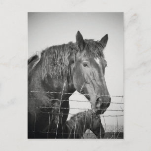Postal Caballos detrás de la cerca en blanco y negro
