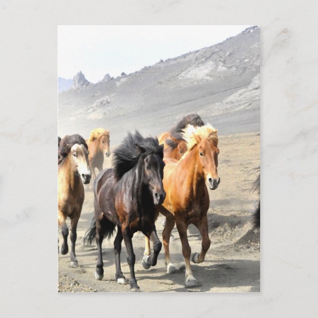 Postal Caballos en camino al éxito (Anverso)