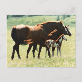 Postal Caballos en campo con cuello de bebé