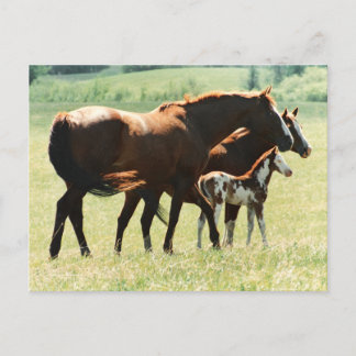 Postal Caballos en campo con cuello de bebé
