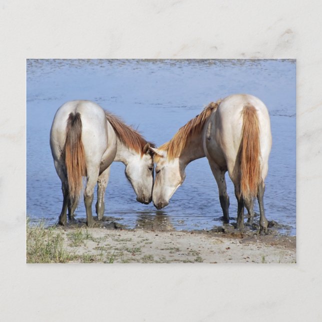 POSTAL CABALLOS EN CARTA DE AMOR (Anverso)