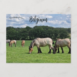 Postal Caballos en Durbuy Bélgica