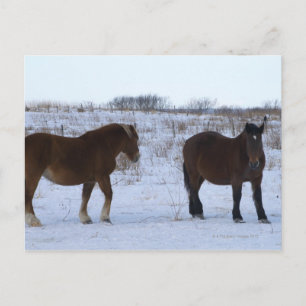 Postal Caballos en el Cabo Kiritappu, prefectura de Hokka