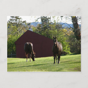 Postal Caballos en el campo