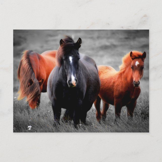 Postal Caballos En El Campo Fotografía De Color Parcial (Anverso)