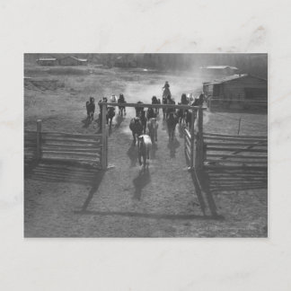 Postal Caballos en el corral