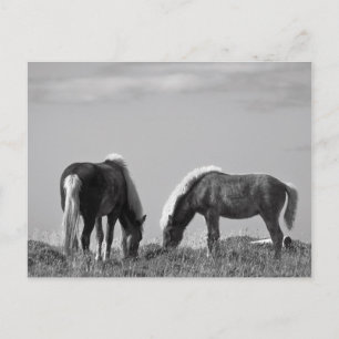 Postal Caballos en el fiordo de ballena #2