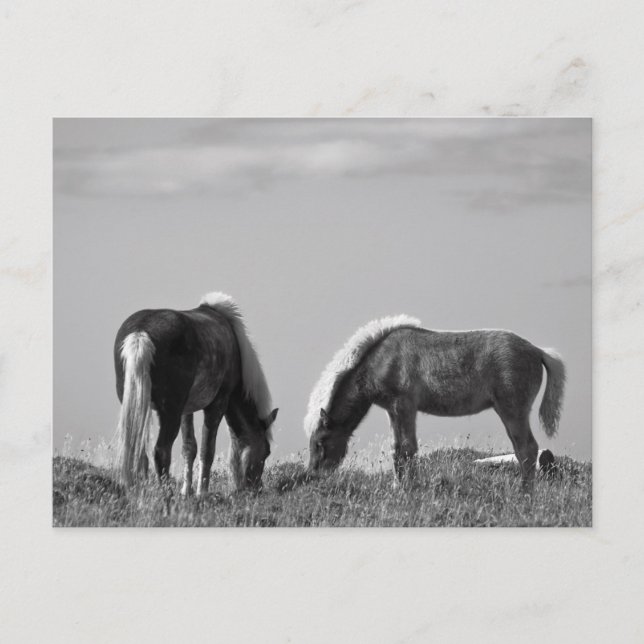 Postal Caballos en el fiordo de ballena #2 (Anverso)