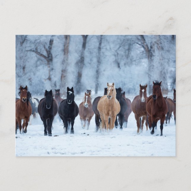 Postal Caballos en el Frío (Anverso)