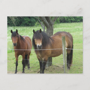 Postal Caballos en el Pastizal