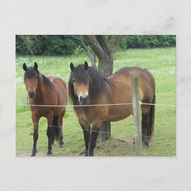 Postal Caballos en el Pastizal (Anverso)