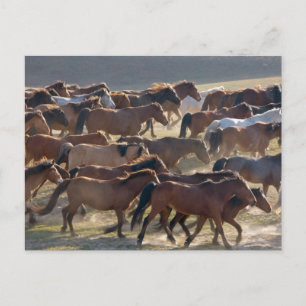 Postal Caballos en el rancho, Mongolia Interior, China