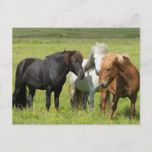 Postal Caballos en el Rancho, sur de Islandia