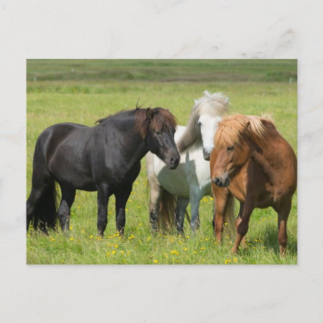 Postal Caballos en el Rancho, sur de Islandia (Anverso)