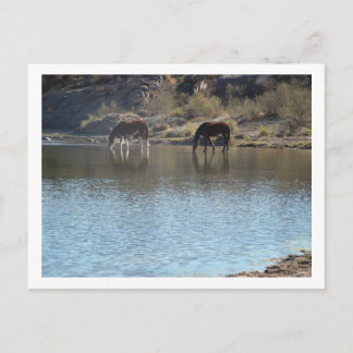 Postal caballos en el río