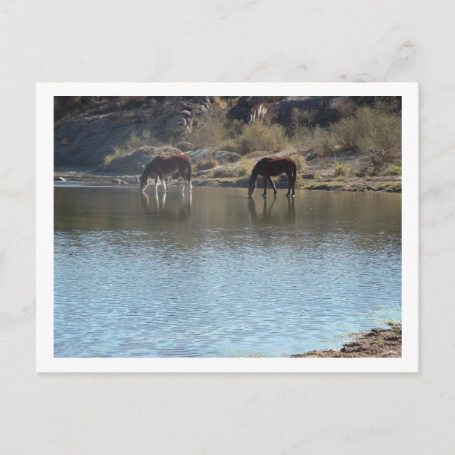 Postal caballos en el río (Anverso)