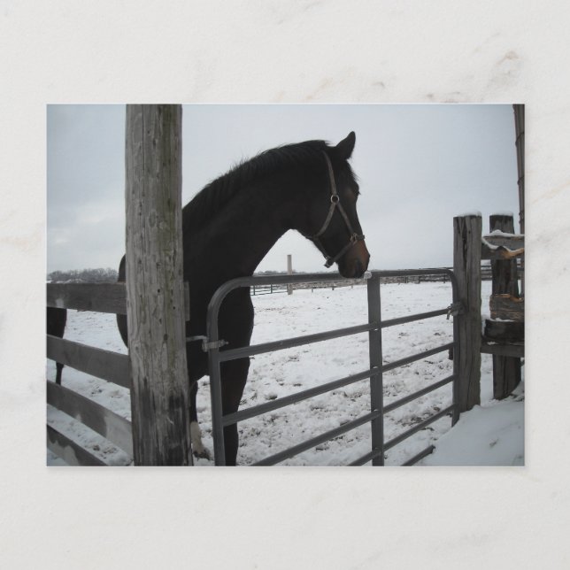 Postal Caballos en invierno (Anverso)