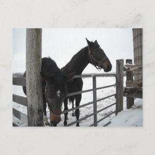Postal Caballos en invierno