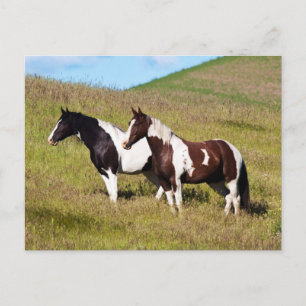 Postal Caballos en la ladera