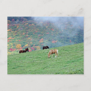 Postal Caballos en la montaña