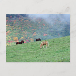 Postal Caballos en la montaña