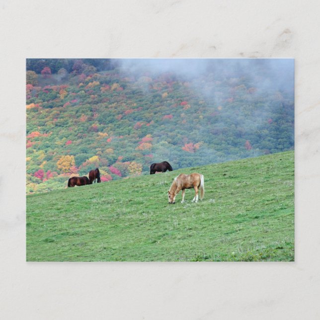 Postal Caballos en la montaña (Anverso)