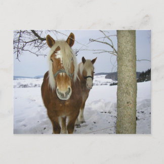 Postal Caballos en la nieve