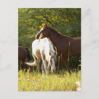 Postal Caballos en la pradera