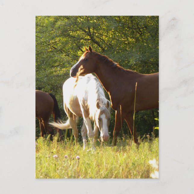 Postal Caballos en la pradera (Anverso)