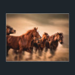 Postal Caballos en marcha, mangos borrosos y voladores<br><div class="desc">Caballos en marcha,  mangos borrosos y voladores | Sheila Haddad / DanitaDelimont.com</div>