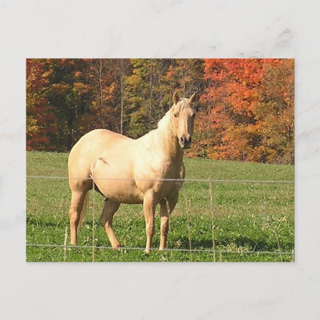 Postal Caballos en otoño (Anverso)