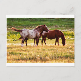 Postal Caballos en pastoreo