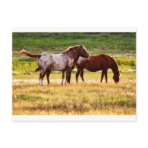 Caballos en pastoreo