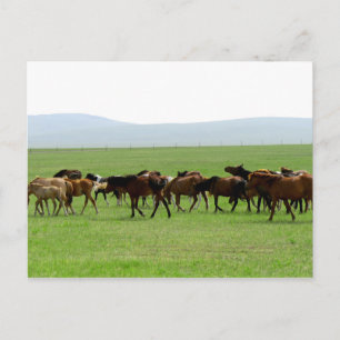 Postal Caballos en pastoreo - Fotografía paisajística