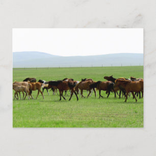 Postal Caballos en pastoreo - Paisaje
