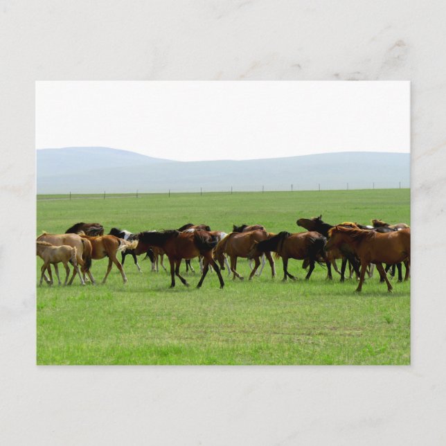 Postal Caballos en pastoreo - Paisaje (Anverso)