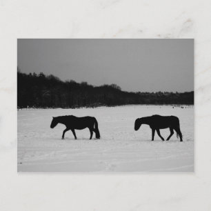 Postal Caballos En Pccnm De Nieve